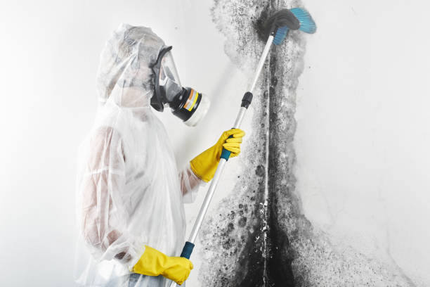 Best Mold Documentation for Insurance Claims  in Goshen, CA