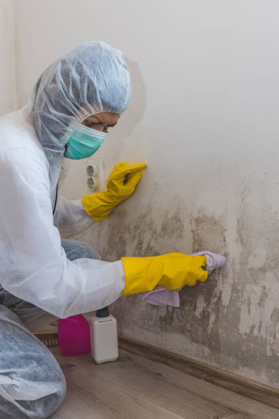 Best Mold Prevention Services  in Goshen, CA